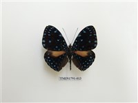 藏品(外國蝴蝶)的圖片